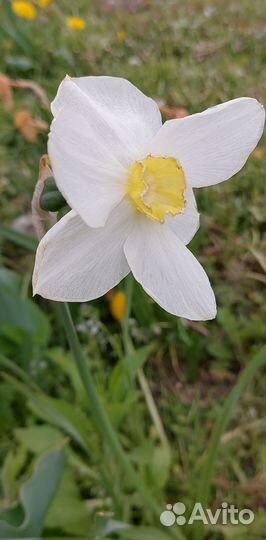 Садовые цветы