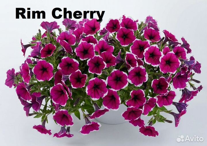 Петуния ампельная