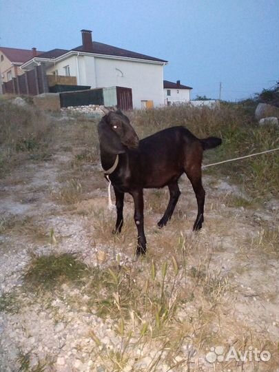 Козочка камори