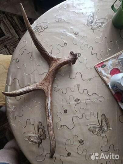 Продам рога лося