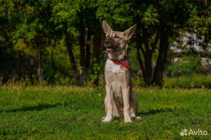 Щенок в добрые руки бесплатно