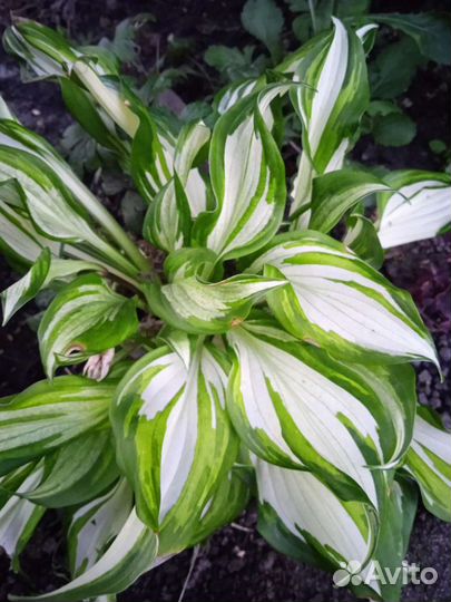 Хоста 7 сортов