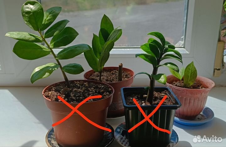 Замиокулькас