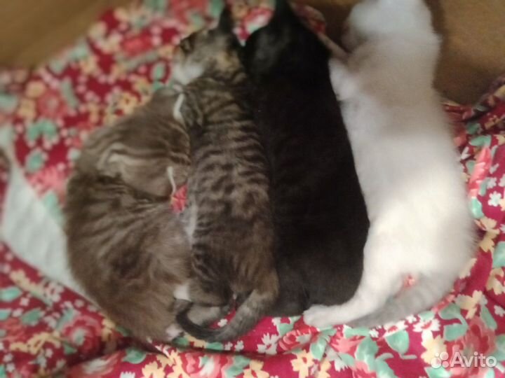 Котята в добрые руки