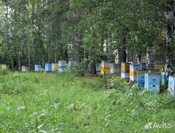 Мёд 2024 года из Алтая опт