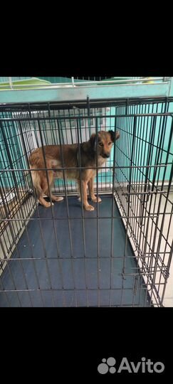 Стерилизация собак и кошек