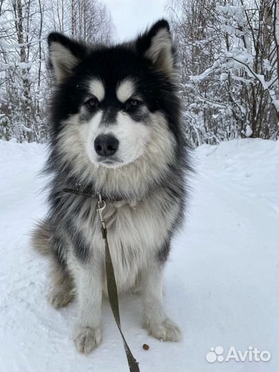 Аляскинский маламут