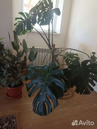 Большие напольные цветы для офисов