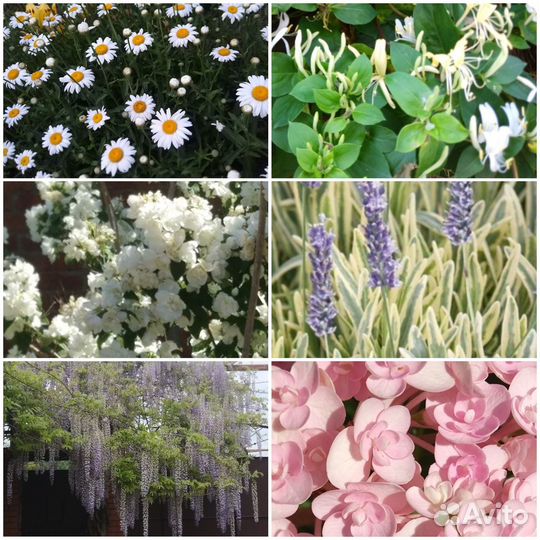 Растения для сада