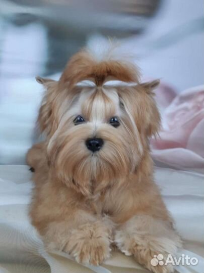 Вязка. Русская салонная собака