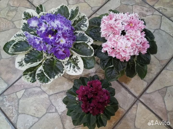 Фиалки сортовые