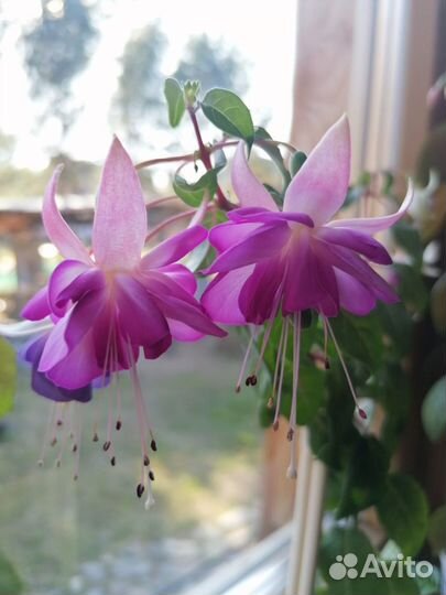 Комнатные цветы (невеста, клеродендрум и др.)