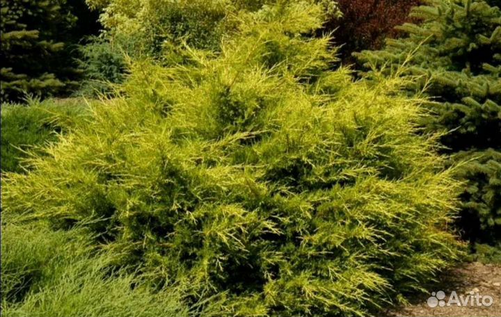 Можжевельник Куривао Голд