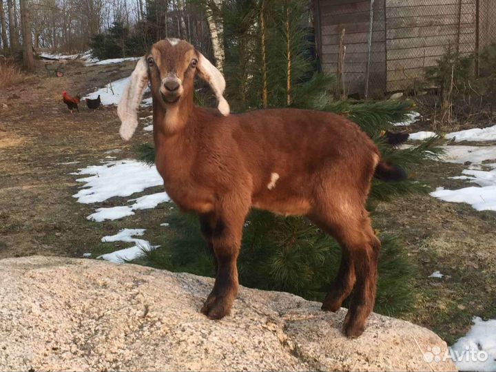 Нубийский козел