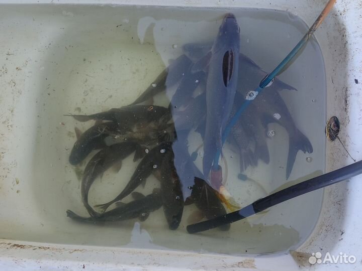 Карась, лещ