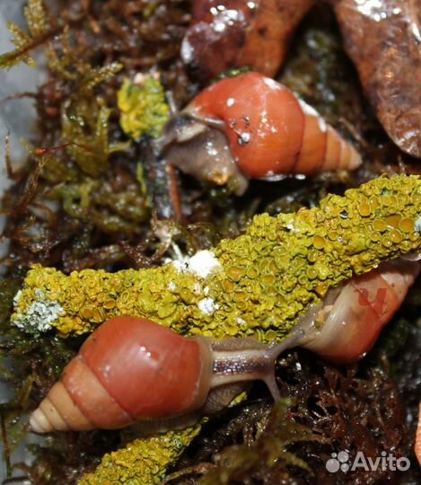 Улитки ахатины,древесники и т.д