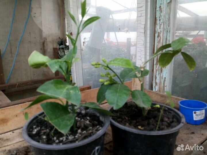 Цитрусовые