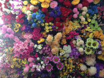 Искуственные ц�веты; Букеты пионов 15 см, букеты