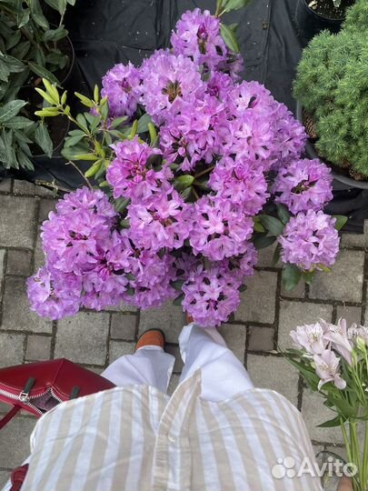 Рододендрон