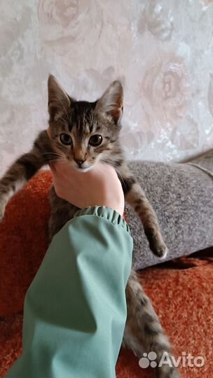 Кот со всеми обработками