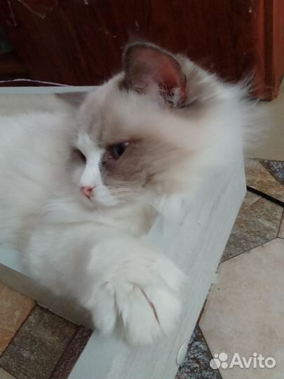 Регдолл кот