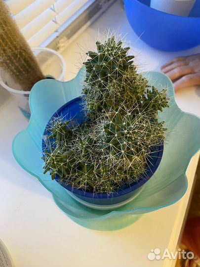 Растения: лимон герань хлорофитум алоэ