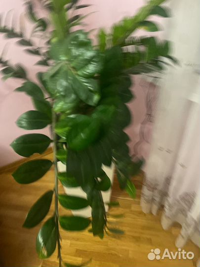 Замиокулькас комнатное растение