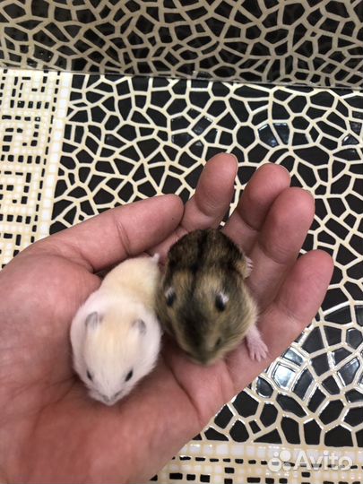 Джунгарский хомяк