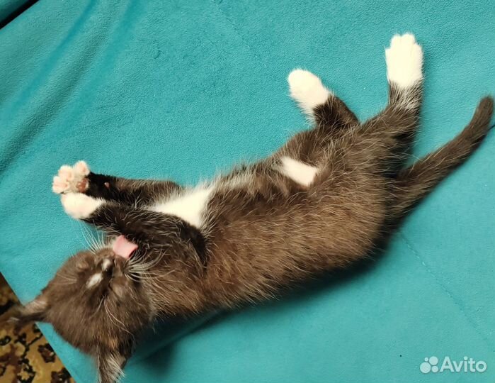 Отдам кота в добрые руки