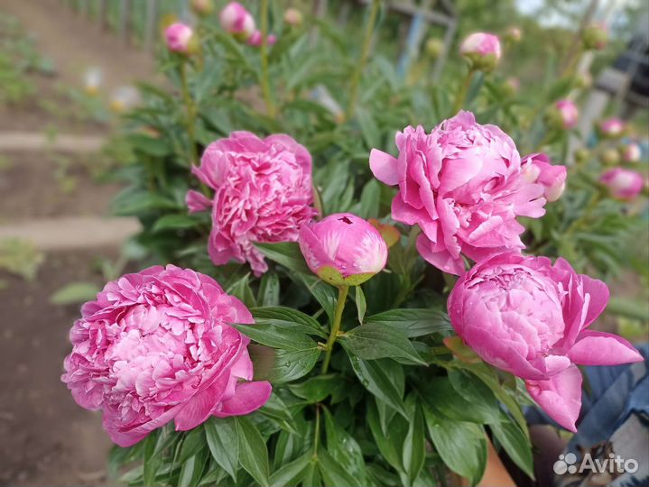 Пионы саженцы розовые