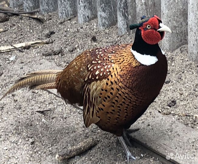 Фазан румынский