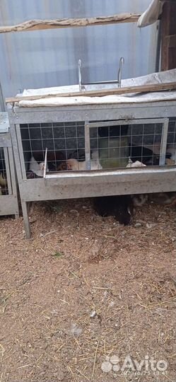 Цыплята и утята