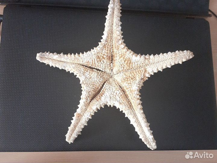 Морская Звезда ракушка