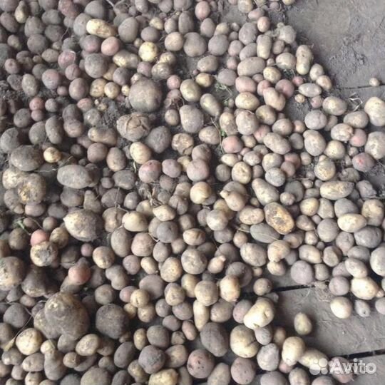 Мелкий картофель бесплатно