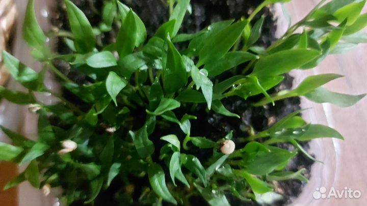 Перец болгарский и острый