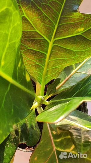 Кодиеум кротон экселент