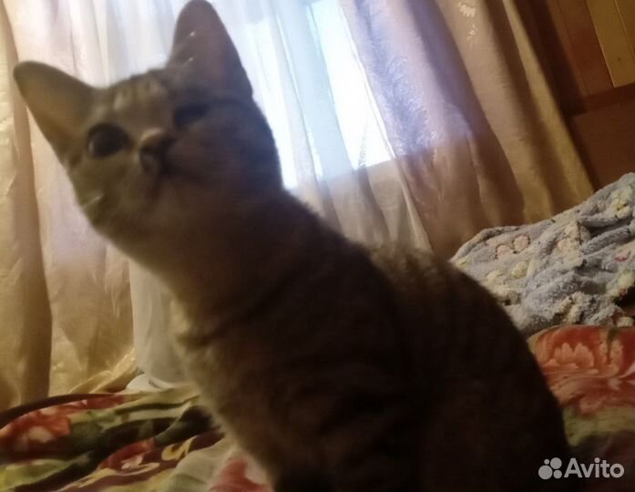 Кошка