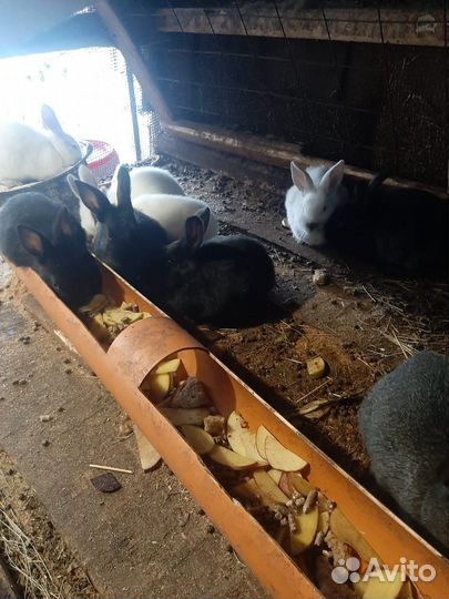 Кролики великаны