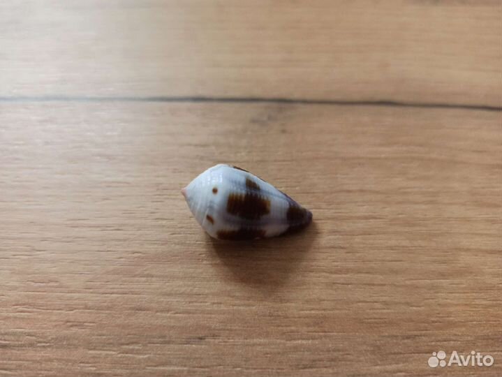 Морская раковина