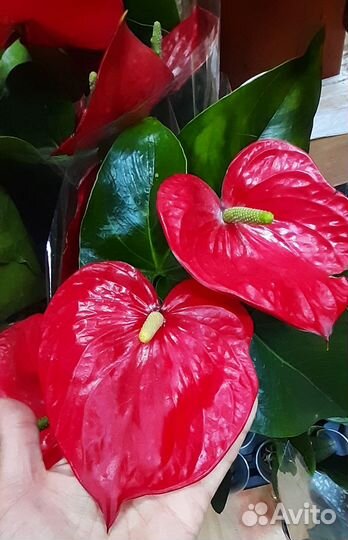 Антуриумы подарок