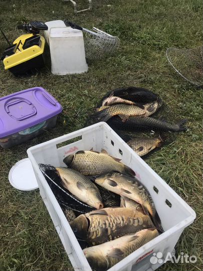 Живая рыба карп