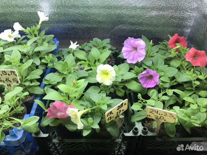 Черенки петунии