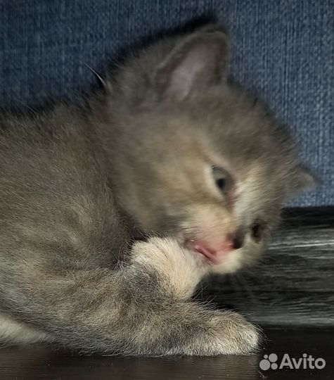 Кошка в дар бесплатно