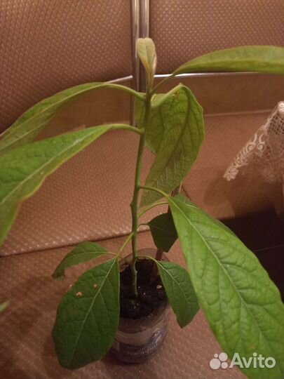 Саженцы авокадо