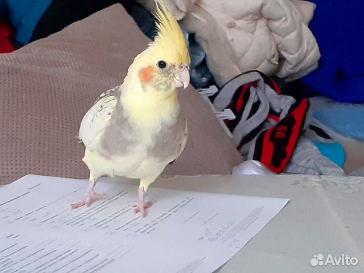 Попугай корелла ручной