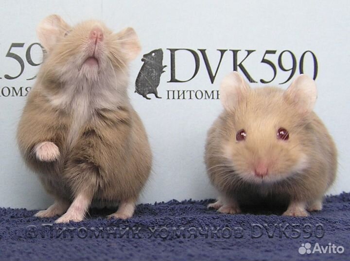 Хомячок, Новая клетка, Корм, Опилки + Доставка