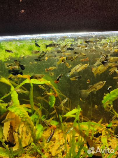 Мальки рыбок