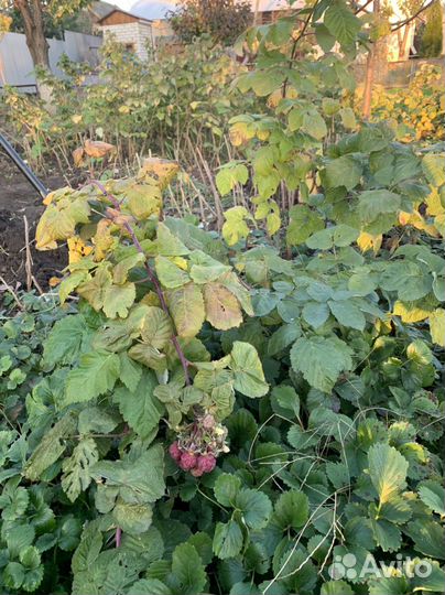 Ремонтантная малина