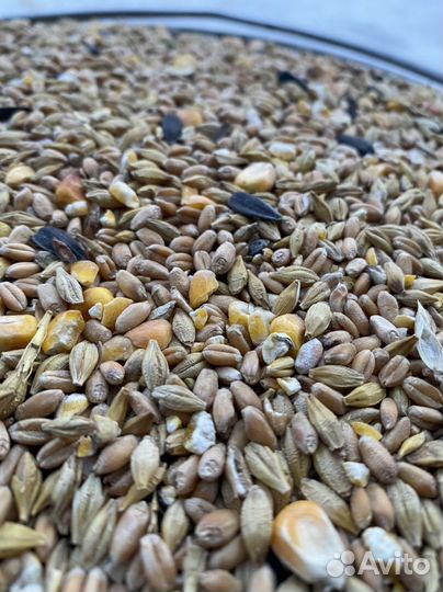 Зерносмесь для кур универсальная