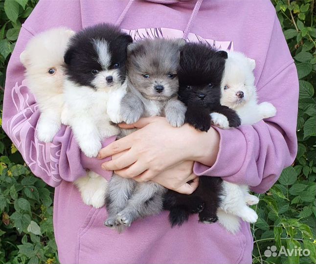 Собака